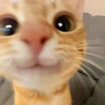 hajp