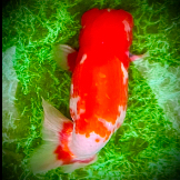 Atsushi124