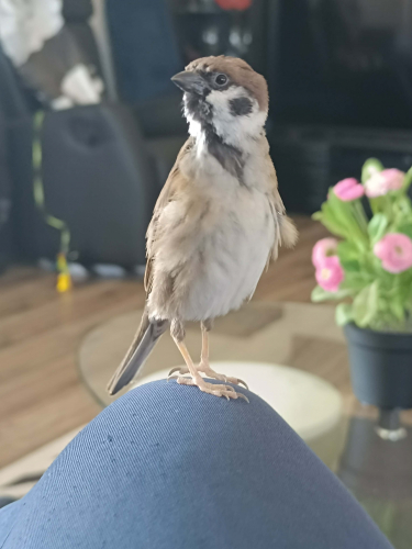 Messenger_creation_046171F8-A7E3-463C-8980-2C9FDAAF4E08.thumb.jpeg.761407f7121ce25032672ef947164486.jpeg