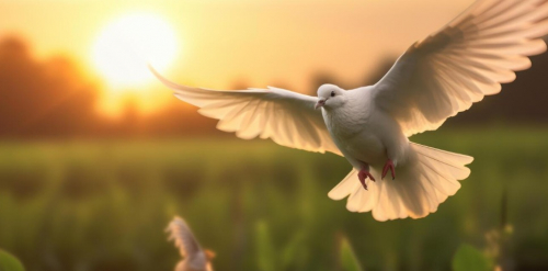 Peace.jpeg