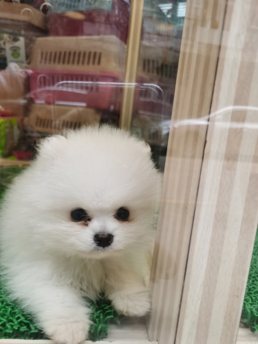 others_dogs (11).jpg