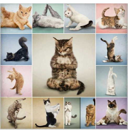 1639586159_1-koshka-top-p-kot-zanimaetsya-yogoi-1.png
