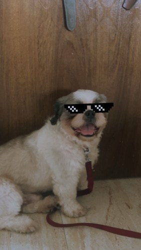 IMG_3106.jpeg
