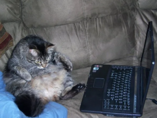 Since-we-re-talking-about-fat-cats-r-funny-06-06-2026_09_52_AM.png