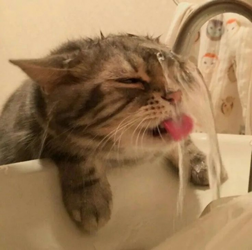 Steam Cat Profile Picture7.jpg