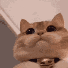 cute-cat-chubby-cheeks-dilated-pupils-mgl8dpqin9a4tslo.gif.57e74c51e2be8a5ff9f399165ac18444.gif