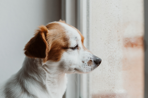 cute-dog-sitting-by-the-window-rainy-day-water-d-2022-05-17-07-05-31-utc.thumb.jpg.35c2275dabfa0d03e12488041e7774f7.jpg