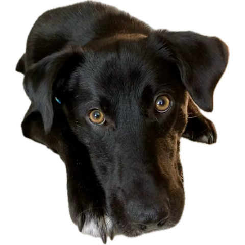 image.png.5cd1d9c1dc631305e107f2ec1e299b92.png
