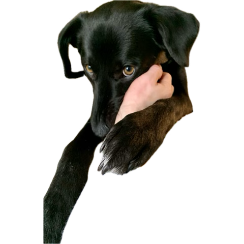 image.png.95456ce695bcb6d432be302cdb41e95b.png