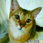 kirahibisei