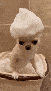 shampoo-dog.gif.28c5203be1cd4cefadc81c27560a360d.gif