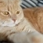 Hanne