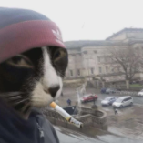 GatoIRL