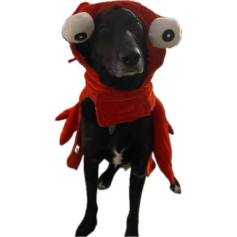 image.png.8f64fc8d786f6a1307cb53f61fa23ae1.png